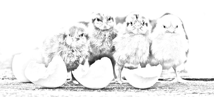  chicks and egg