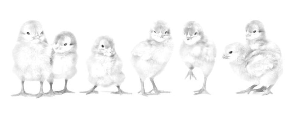 pulcini grupp Disegno Foto Royalty Free