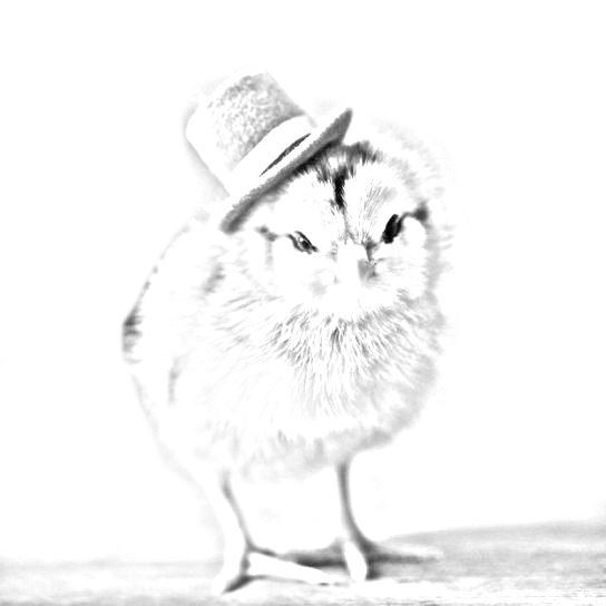 disegno pulcino con cappello