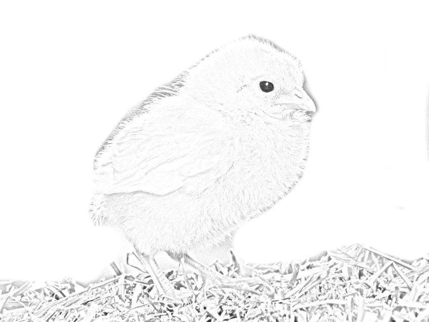 Disegno di Pulcino da colorare