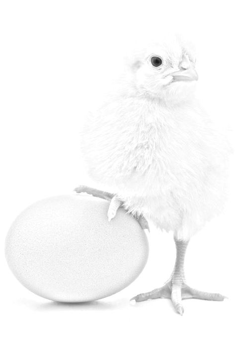 Pulcini di Pasqua da colorare e stampare