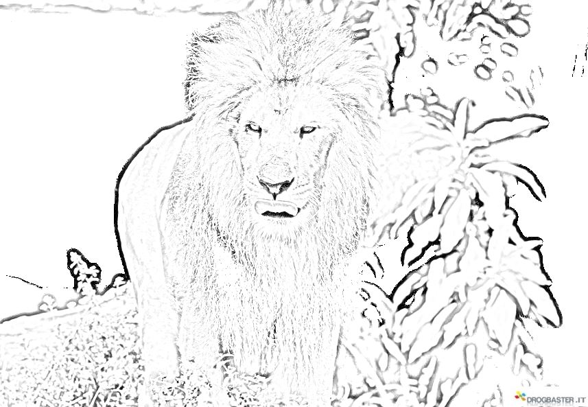 re della giugla disegno