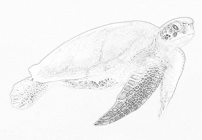 tartaruga marina nuota