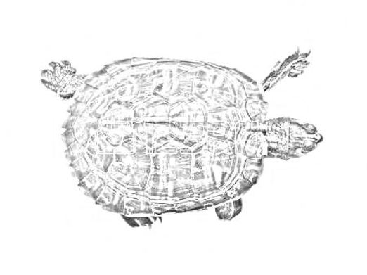 tartaruga vista alto