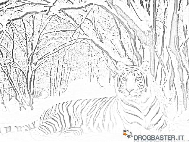 tigre bianca paesaggio innevato