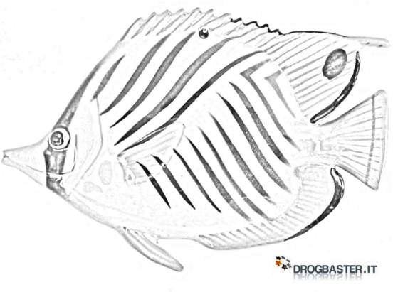 disegno pesce