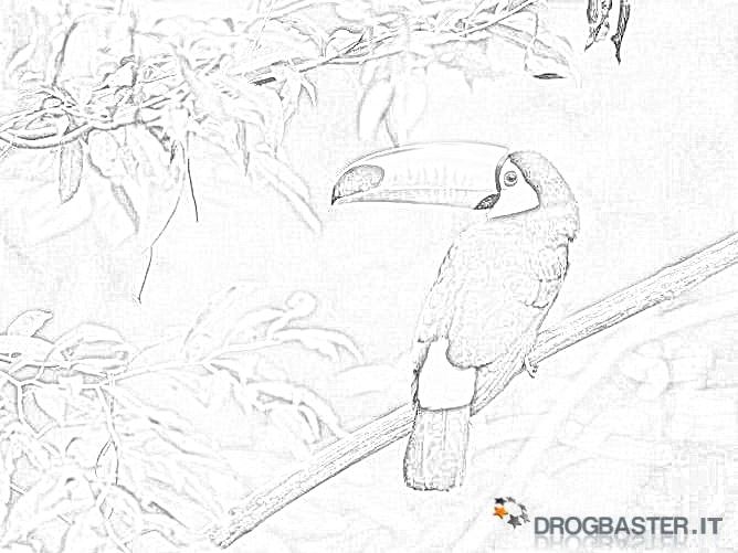 esemplare di tucano da stampare e colorare