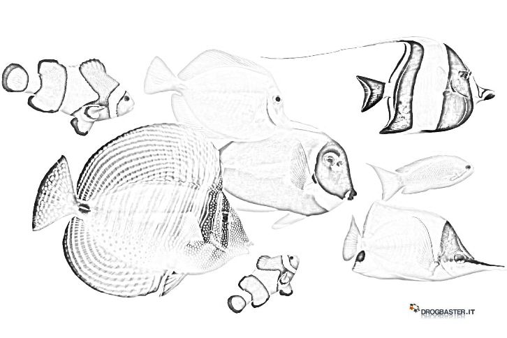 tanti pesci da colorare