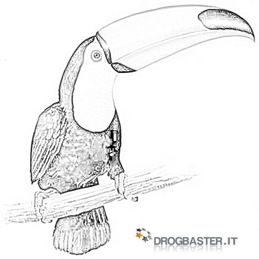 tucano disegno da colorare