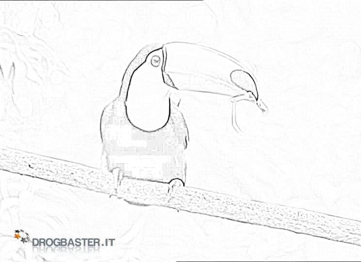 tucano con cibo in bocca