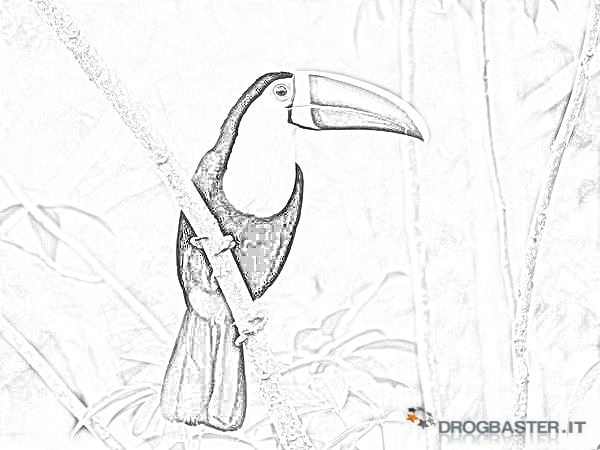 tucano disegno da colorare