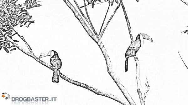 tucano uccello esotico da colorare