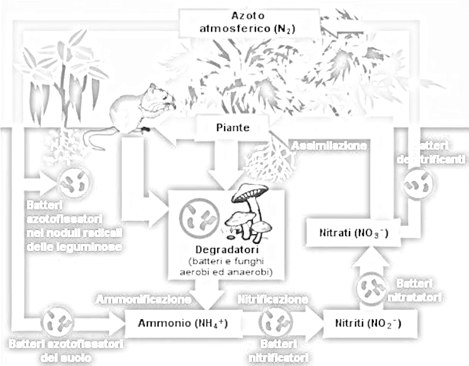 Ciclo dell'azoto